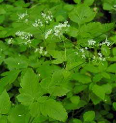 Osmorhiza longistylis Aniseroot, Longstyle sweetroot Osmorhiza longistylis Aniseroot, Longstyle sweetroot