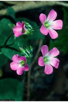 Oxalis violacea Violet Wood Sorrel Oxalis violacea Violet Wood Sorrel