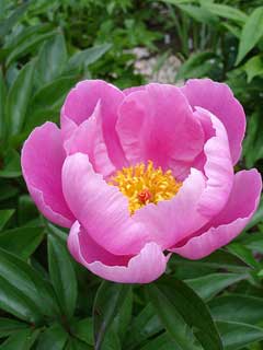 Paeonia lactiflora Chinese Peony, Peony Paeonia lactiflora Chinese Peony, Peony