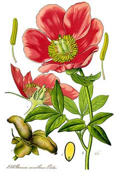Paeonia mascula Paeonia mascula