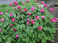 Paeonia mascula Paeonia mascula
