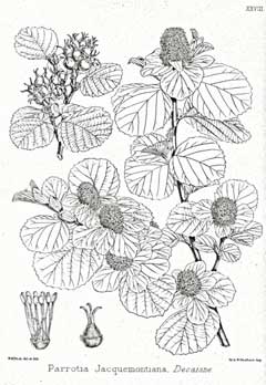 Parrotiopsis jacquemontiana Parrotiopsis jacquemontiana