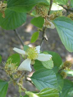 Parrotiopsis jacquemontiana Parrotiopsis jacquemontiana