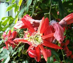 Passiflora species Passion Flower