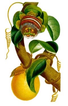 Passiflora laurifolia Yellow Granadilla