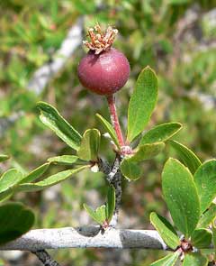 Peraphyllum ramosissimum Squaw Apple, Wild crab apple
