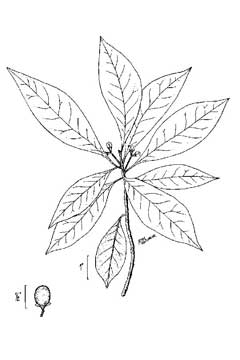 Persea borbonia Red Bay, Sweetbay Persea borbonia Red Bay, Sweetbay