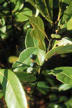 Persea borbonia Red Bay, Sweetbay Persea borbonia Red Bay, Sweetbay