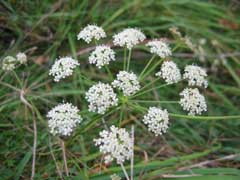 Peucedanum oreoselinum Peucedanum oreoselinum
