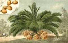 Phoenix canariensis Canary Island Date Palm Phoenix canariensis Canary Island Date Palm