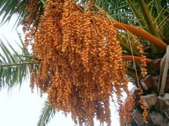Phoenix canariensis Canary Island Date Palm Phoenix canariensis Canary Island Date Palm