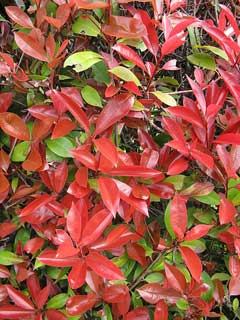 Photinia glabra Japanese Photinia, Red Top, Red Leaf  Photinia,