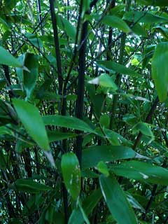 Phyllostachys nigra Black Bamboo, Kuro-Chiku