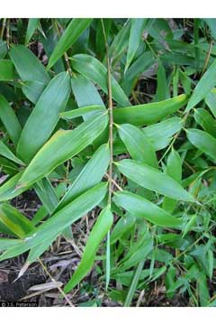 Phyllostachys vivax Giant Timber Bamboo, Running giant bamboo Phyllostachys vivax Giant Timber Bamboo, Running giant bamboo