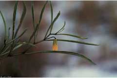 Physalis angustifolia Coastal groundcherry