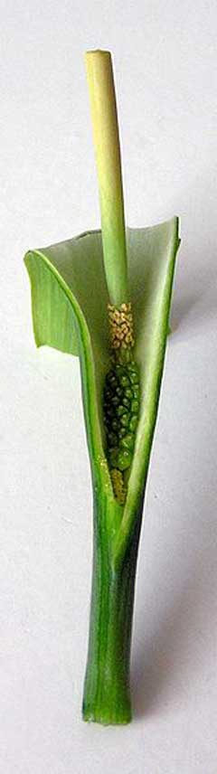 Pinellia Hu Zhang Pinellia Hu Zhang