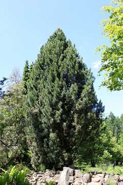 Pinus cembra Swiss Stone Pine, Swiss Pine, Arolla Pine Pinus cembra Swiss Stone Pine, Swiss Pine, Arolla Pine
