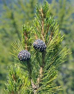 Pinus cembra Swiss Stone Pine, Swiss Pine, Arolla Pine Pinus cembra Swiss Stone Pine, Swiss Pine, Arolla Pine