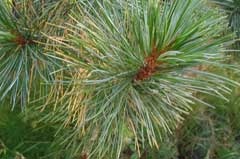 Pinus cembra sibirica Siberian Pine