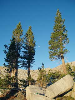 Pinus jeffreyi Jeffrey Pine Pinus jeffreyi Jeffrey Pine