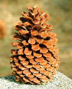 Pinus jeffreyi Jeffrey Pine Pinus jeffreyi Jeffrey Pine