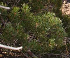 Pinus johannis Johann