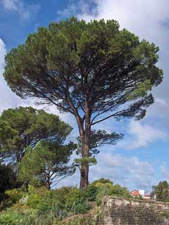 Pinus pinea Italian Stone Pine, Umbrella Pine, Stone Pine