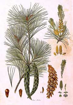 Pinus strobus White Pine, Eastern white pine