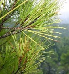 Pinus brutia Calabrian pine, Turkish pine Pinus brutia Calabrian pine, Turkish pine