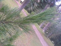 Pinus cembra sibirica Siberian Pine Pinus cembra sibirica Siberian Pine