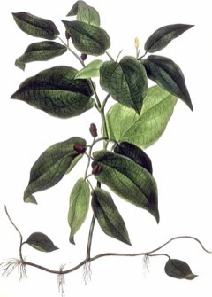 Piper sarmentosum Betel Leaf, Wild Betel
