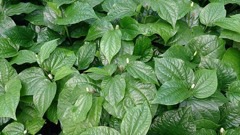 Piper sarmentosum Betel Leaf, Wild Betel