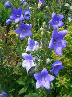 Platycodon grandiflorus Balloon Flower Platycodon grandiflorus Balloon Flower