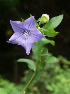Platycodon grandiflorus Balloon Flower Platycodon grandiflorus Balloon Flower