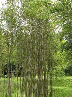 Pleioblastus simonii Medake, Simon bamboo