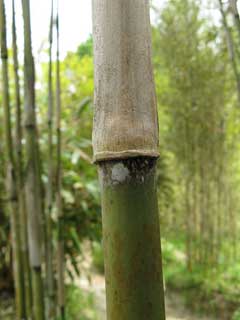 Pleioblastus simonii Medake, Simon bamboo