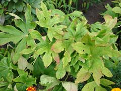 Podophyllum hexandrum Himalayan May Apple Podophyllum hexandrum Himalayan May Apple