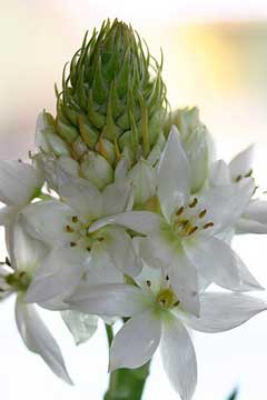 Polianthes tuberosa Tuberose Polianthes tuberosa Tuberose