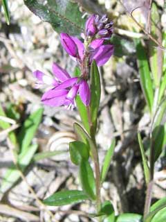 Polygala vulgaris Milkwort, Common milkwort Polygala vulgaris Milkwort, Common milkwort