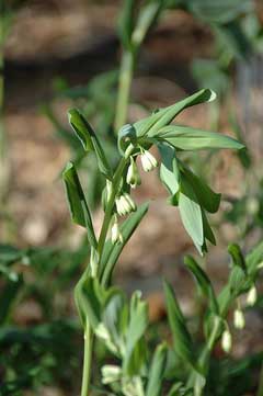 Polygonatum Small Solomon Polygonatum Small Solomon