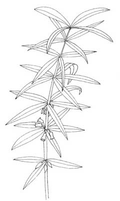 Polygonatum verticillatum Whorled Solomon Polygonatum verticillatum Whorled Solomon