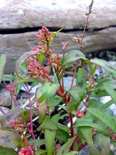 Polygonum persicaria Red Leg, Spotted ladysthumb