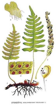 Polypodium vulgare Polypody,  Adders Fern, Golden Maidenhair Fern,  Wall Fern, Common Polypod Fern