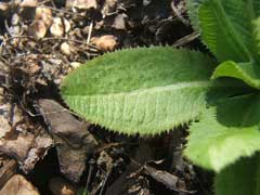 Primula denticulata Drumstick Primula Primula denticulata Drumstick Primula