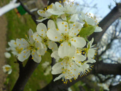 Prunus insititia Damson