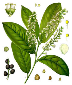 Prunus laurocerasus Cherry Laurel, English Laurel