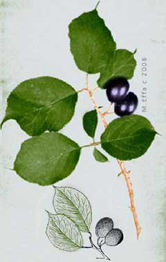 Prunus nigra Canadian Plum Prunus nigra Canadian Plum