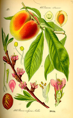 Prunus persica Peach, Flowering Peach,  Ornamental Peach,  Common Peach