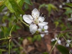 Prunus japonica nakai Japanese Plum
