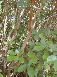 Psidium cattleianum Strawberry Guava Psidium cattleianum Strawberry Guava